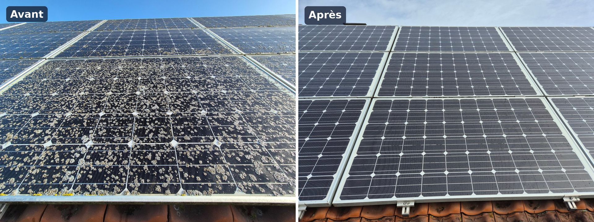 Lichens sur des panneaux solaires avant et après nettoyage, Ath
