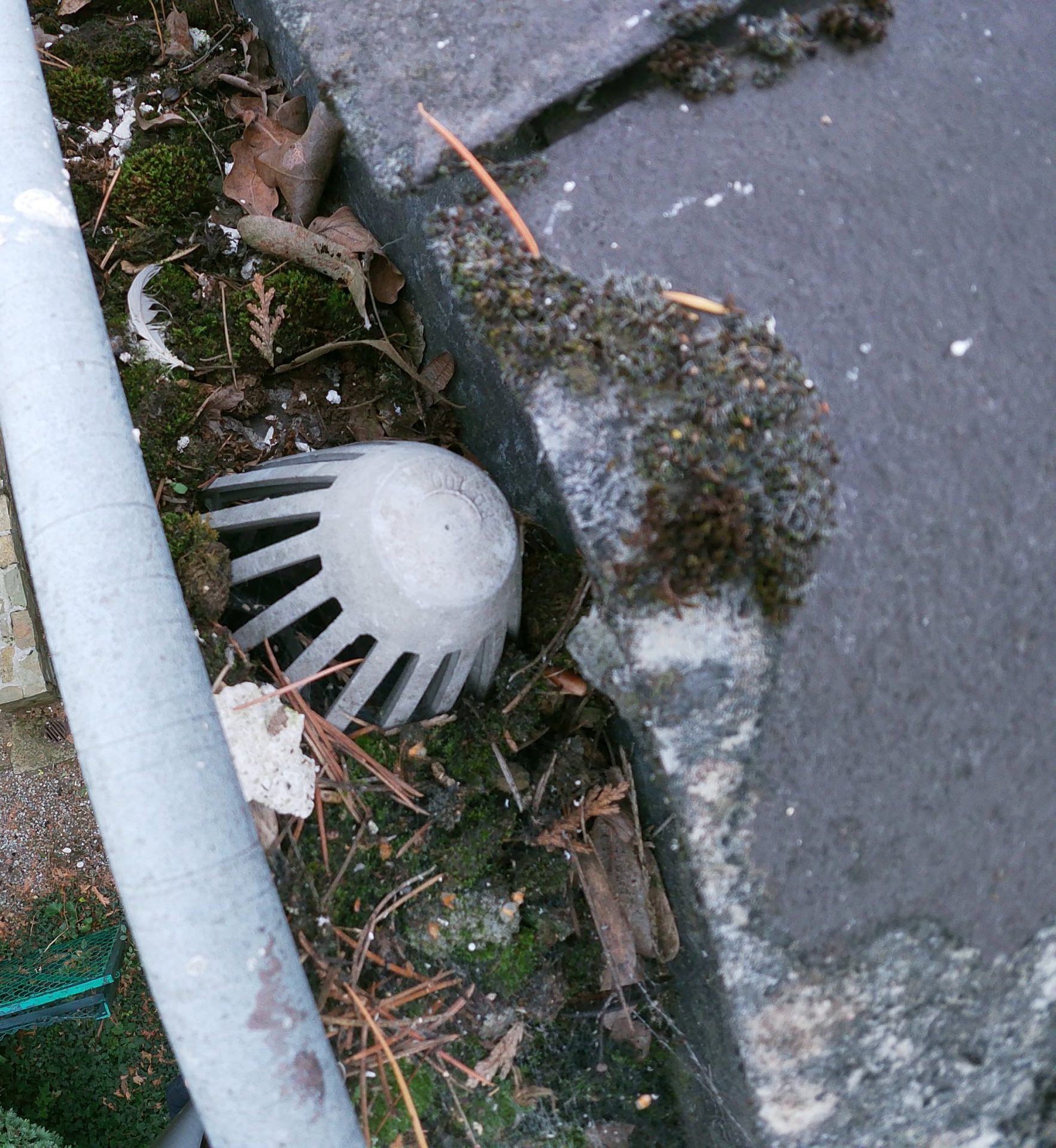 Crapaudine en tête de descente dans une gouttière encombrée, Nivelles